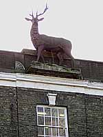 stag on building